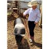 Image 1 : Addison Benson - Swine - Weight: 277
