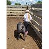 Image 2 : Addison Benson - Swine - Weight: 277