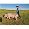 Image 1 : Titus Wiederrick - Swine - Weight: 289