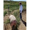 Image 2 : Kylie Bishop - Swine - Weight: 253