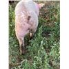 Image 1 : Denvyr Tuss - Swine - Weight: 234