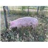 Image 2 : Denvyr Tuss - Swine - Weight: 234