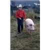 Image 1 : Steeler Blunt - Swine - Weight: 289