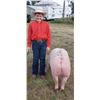 Image 2 : Steeler Blunt - Swine - Weight: 289