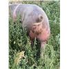 Image 1 : Lauren Tuss - Swine - Weight: 245