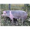 Image 2 : Lauren Tuss - Swine - Weight: 245