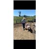 Image 2 : Ellis Carnahan - Swine - Weight: 254