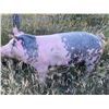 Image 2 : Connor Tuss - Swine - Weight: 238