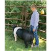 Image 2 : Regan Stuart - Swine - Weight: 300