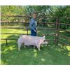 Image 2 : Emree Stuart - Swine - Weight: 317