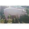 Image 1 : Connor Clausen - Swine - Weight: 268