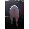 Image 3 : Connor Clausen - Swine - Weight: 268
