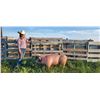 Image 2 : Megan Simonson - Swine - Weight: 255