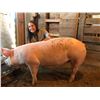 Image 2 : Jaydyn Erickson - Swine - Weight: 295