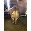 Image 2 : Jessa Erickson - Swine - Weight: 313