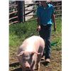 Image 2 : Sam Simonson - Swine - Weight: 263
