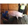 Image 2 : Laytin Erickson - Swine - Weight: 297