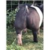 Image 1 : Renzie Raymond - Swine - Weight: 261