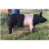 Image 2 : Renzie Raymond - Swine - Weight: 261