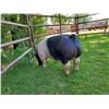 Image 2 : Kayden Green - Swine - Weight: 273