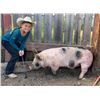 Image 2 : Hadley Hammond - Swine - Weight: 252