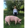 Image 2 : Kennedy Koss - Swine - Weight: 290