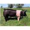 Image 2 : Karlie LaBrie - Swine - Weight: 281