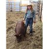 Image 2 : Courtney Merriman - Swine - Weight: 239
