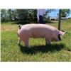 Image 2 : Kenzie LaBrie - Swine - Weight: 298