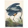 Image 1 : c1946 Audubon Print, #211 Great Blue Heron