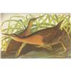 Image 1 : c1946 Audubon Print, #203 King Rail