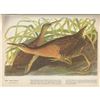 Image 2 : c1946 Audubon Print, #203 King Rail