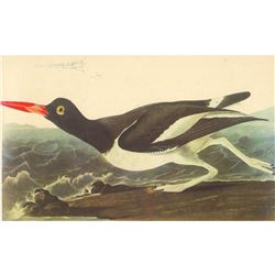 c1950 Audubon Print, Oystercatcher