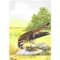 1920's Sparrow-Hawk Color Lithograph Print