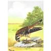Image 1 : 1920's Sparrow-Hawk Color Lithograph Print