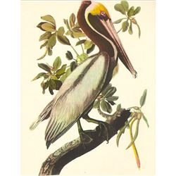 c1950 Audubon Print, Brown Pelican