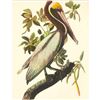 Image 1 : c1950 Audubon Print, Brown Pelican