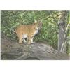 Image 1 : 1920's Bobcat Color Lithograph Print