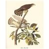 Image 2 : c.1950 Audubon Print, Merlin or Pigeon Hawk