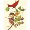 Image 1 : c1950 Audubon Print, Summer Tanager