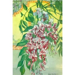 Wisteria, 1926 The Nature Library Color Illustration, Lithograph Print