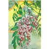 Image 1 : Wisteria, 1926 The Nature Library Color Illustration, Lithograph Print