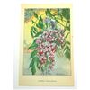 Image 2 : Wisteria, 1926 The Nature Library Color Illustration, Lithograph Print