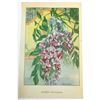 Image 4 : Wisteria, 1926 The Nature Library Color Illustration, Lithograph Print