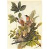 Image 1 : 1946 Audubon Print, #131 Robin