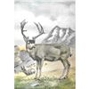 Image 1 : 1920's Mule Deer Color Lithograph Print