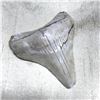 Image 1 : Prehistoric Megalodon Shark's Tooth Display Artifact