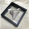 Image 3 : Prehistoric Megalodon Shark's Tooth Display Artifact