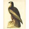 Image 1 : c1946 Audubon Print, #11 Bald Eagle