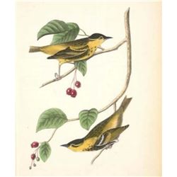 c1946 Audubon Print, #60 Carbonated Warbler